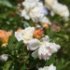 Rosa 'Ghislaine de Féligonde'