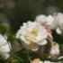 Rosa 'Ghislaine de Féligonde'