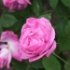 Rosa 'Mrs John Laing'.Rose ancienne Hybride perpetuel