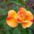 Rosa 'Calizia'®