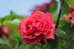 Rosier, Rose, Rose 'soraya'