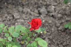 Rosier, Rose