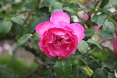 Rosier 'sylvie vartan', Rosier, Rose, Rose 'sylvie vartan'