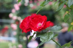 Rosier, Rose