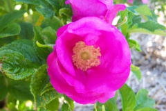 Rosa 'Scabrosa'