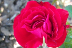 Rosa 'Florian' ®