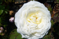 Rosa 'Jeanne Moreau' ®