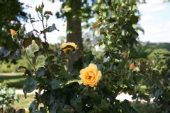Rosa 'Amber Queen' ®