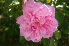 Rose 'paul transon', Rosier, Rosier 'paul transon', Rose