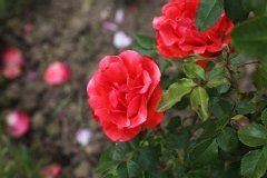 Rosier, Rose