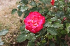 Rose 'morabito'