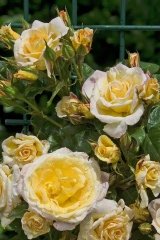 Rose 'johan jongkind', Rosier 'johan jongkind'