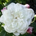 Rosa 'Aimée Vibert'