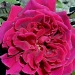 Rosa 'Crimson Glory'