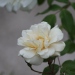 Rosa 'Alister Stella Gray'.Rose ancienne Noisette