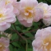Rosa 'Treasure Trove'