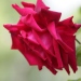 Rosa 'Climbing Ena Harkness'