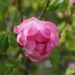 Rosa 'Centenaire de Lourdes' ®