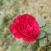Rosa 'Alain Souchon'®