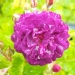 Rosa 'Bleu Magenta'