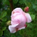 Rosa 'La Giralda'®