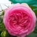 Rosa 'Pierre de Ronsard' ®