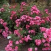 Rosa 'Emera' ®