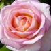 Rosa 'Elle' ®