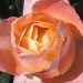 Rosa 'Isabelle Autissier'