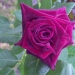 Rosa 'Black Baccara' ®