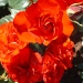 Rosa 'Chorus' ®