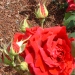Rosa 'Ena Harkness'.Hybride de thé