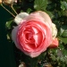 Rosa 'Pierre de Ronsard' ®