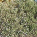 Rosmarinus officinalis 'Prostratus'