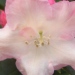 Rhododendron 'Dreamland'