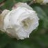 Rosa 'Lamarque'.Rose ancienne Noisette