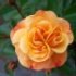 Rosa 'Calizia'®