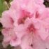 Rhododendron 'Albert Schweitzer'