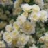 Rosa banksiae 'Lutea'