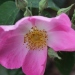Rosa 'Complicata'