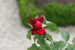 Rose 'michel hidalgo', Rosier, Rose