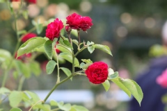 Rosier 'chevy chase', Rosier, Rose, Rose 'chevy chase'