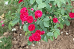 Rosier 'chevy chase', Rosier, Rose, Rose 'chevy chase'