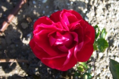 Rosa 'Florian' ®