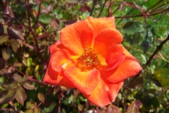 Rosa 'Warm Welcome'