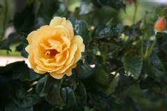 Rosa 'Amber Queen' ®