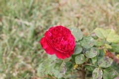Rosier 'alain souchon', Rosier, Rose, Rose 'alain souchon'