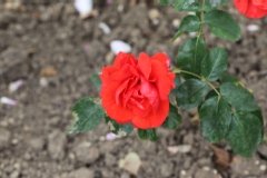 Rose 'albéric barbier', Rosier 'albéric barbier', Rosier, Rose
