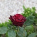 Rosa 'Black Baccara' ®