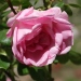 Rosa 'Centenaire de Lourdes' ®